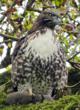 Hawk Shot with Nail Gun Released at San Francisco Botanical Garden